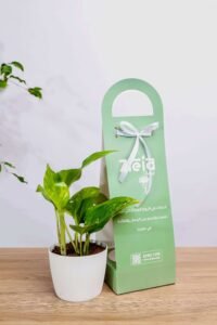 هديه هولدر نبتة البوتس جولدن اخضر