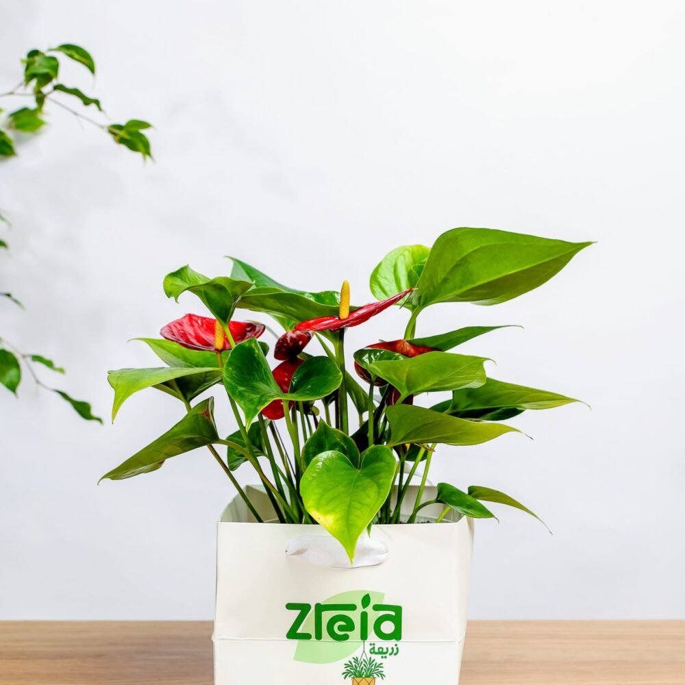 Shop Secondary Image