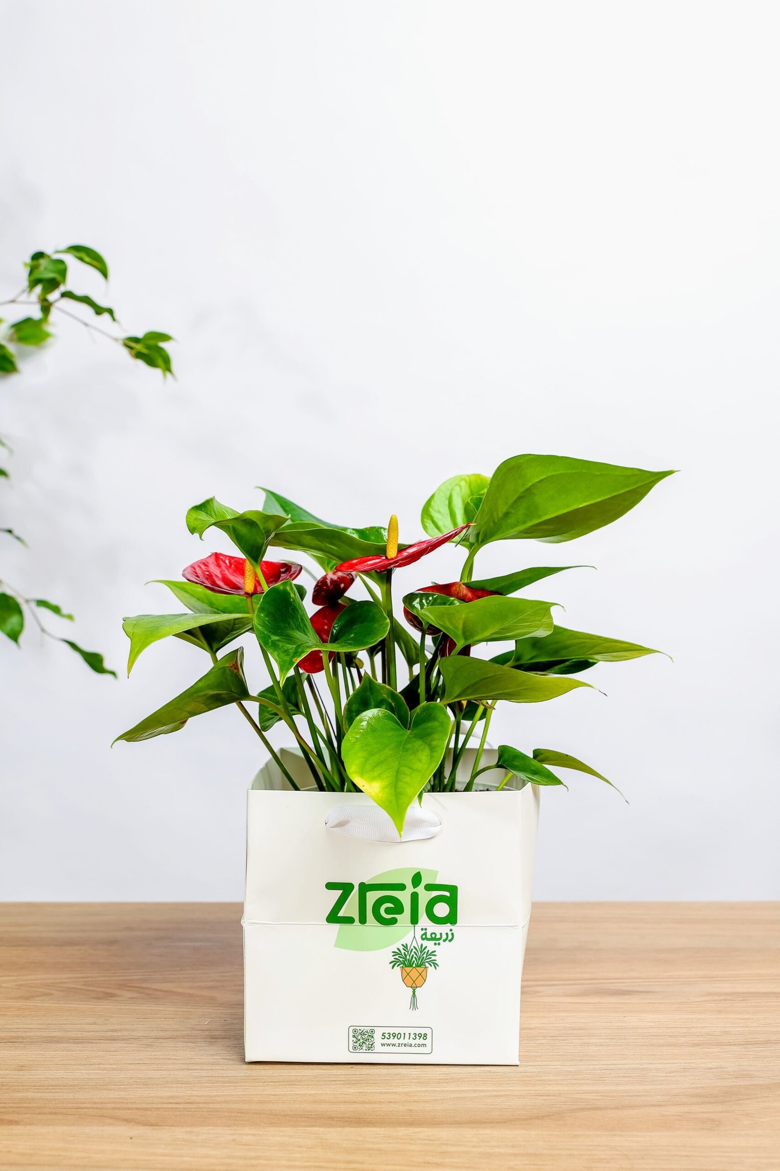 هدية نبتة انتريوم احمر - الصورة 2