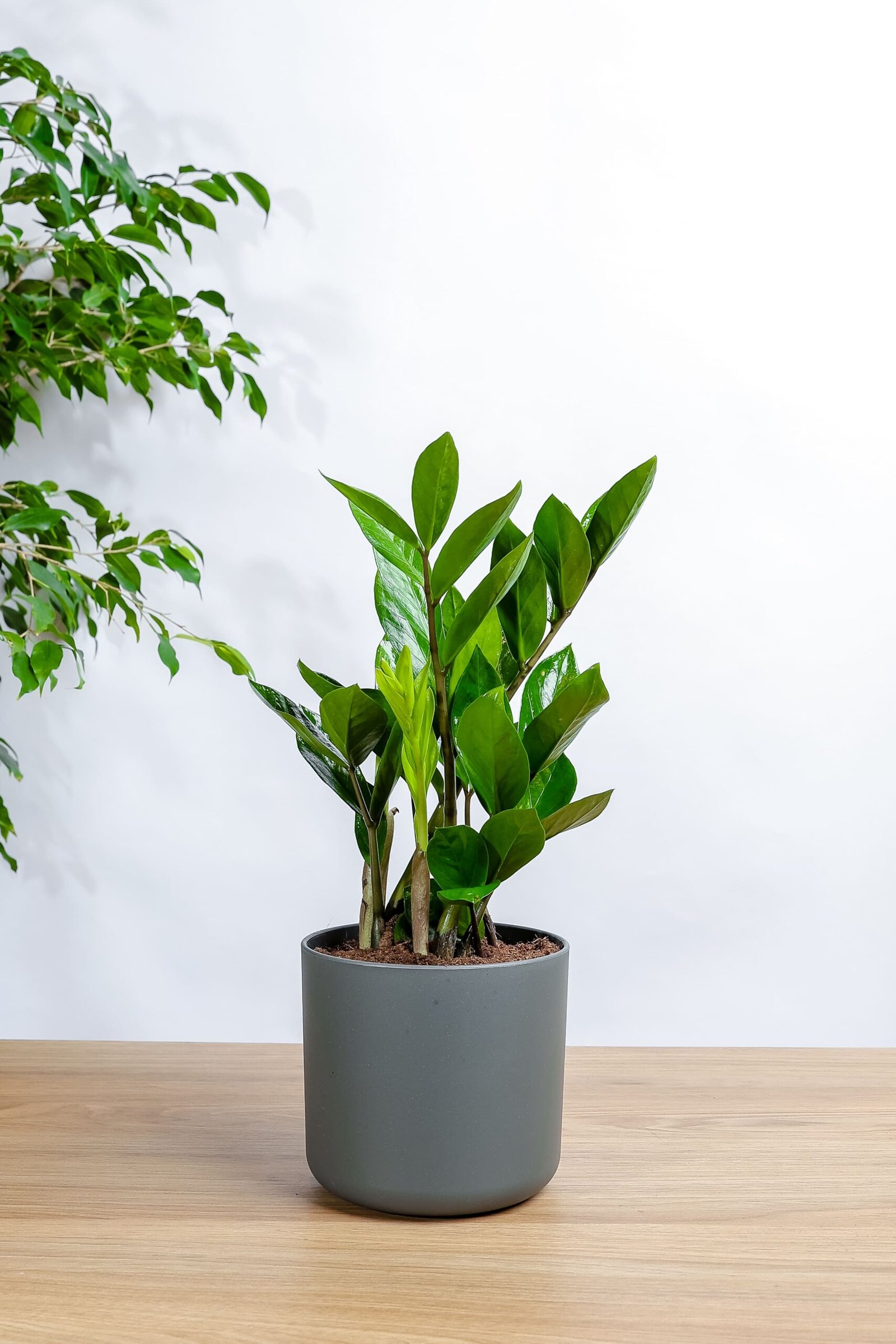 نبتة الزاميا الخضراء في مركن بلاستيك رمادي