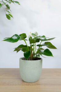 نبتة انتوريوم ابيض في اصيص فخار خشن اخضر فاتح