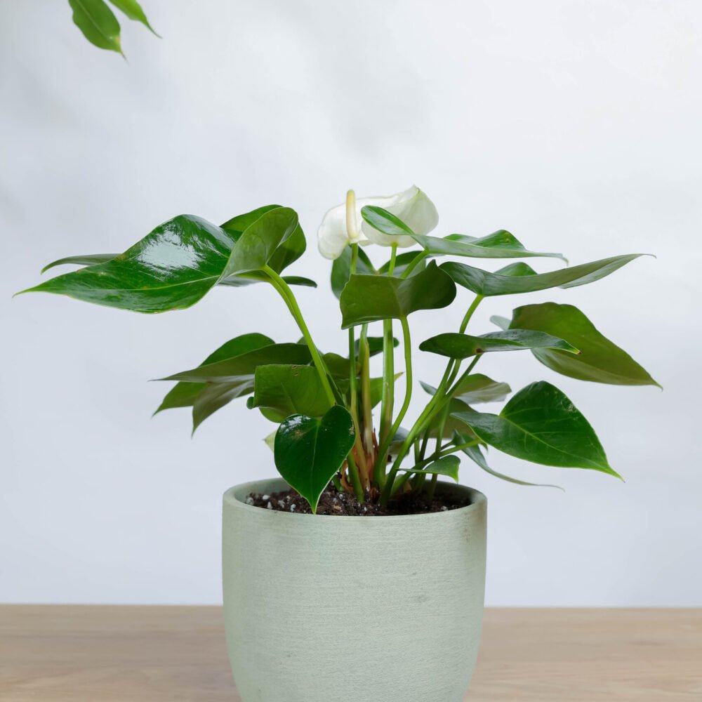 Shop Primary Image Shop Primary Image