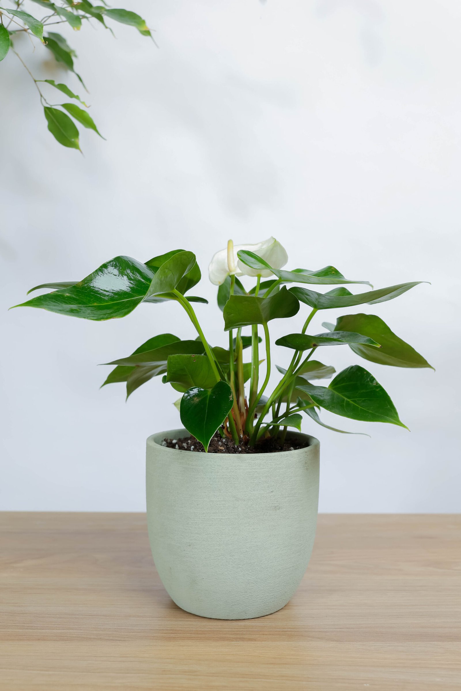 نبتة انتوريوم ابيض في اصيص فخار خشن اخضر فاتح