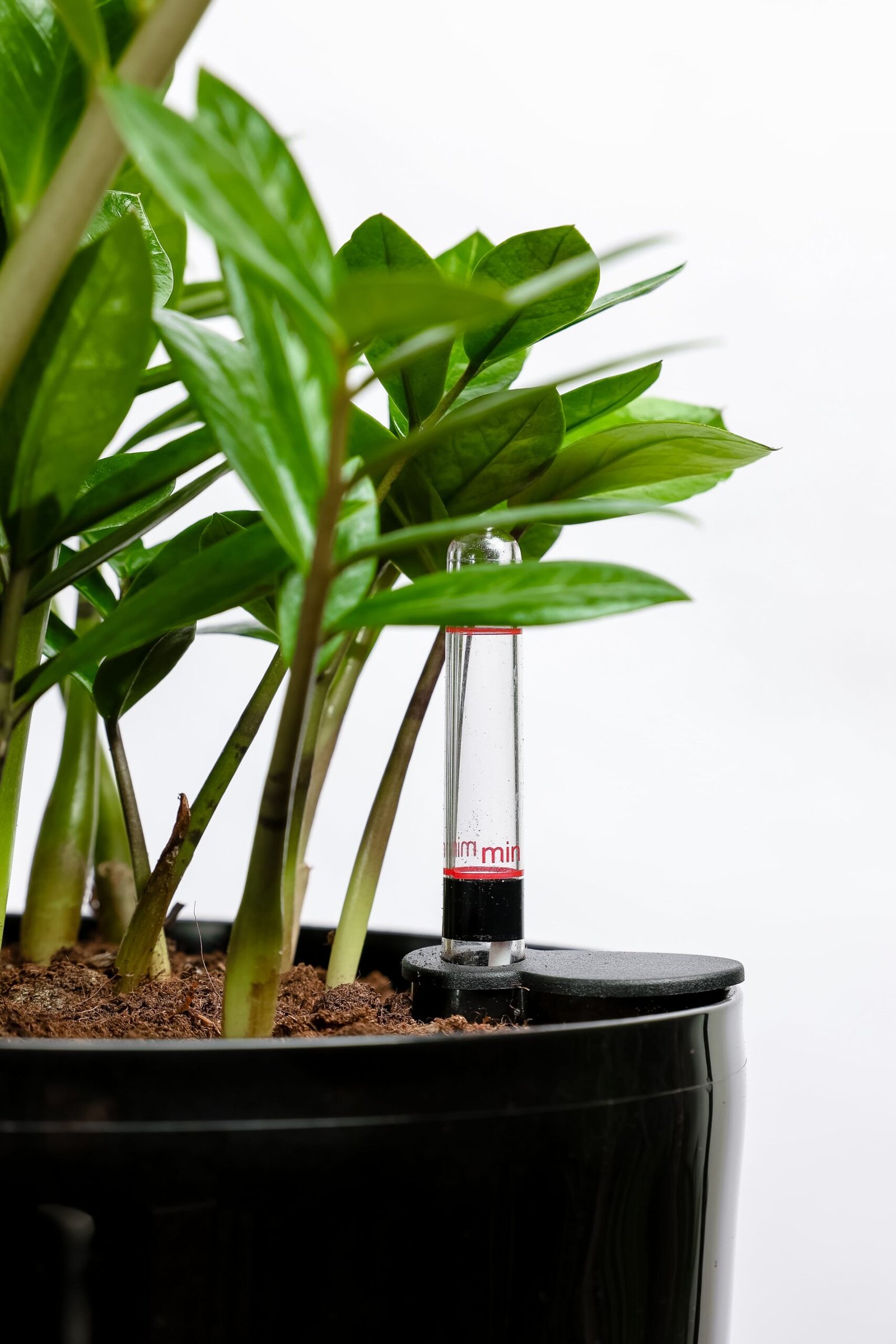 نبتة زاميا في حوض ري ذاتي اسود - الصورة 2