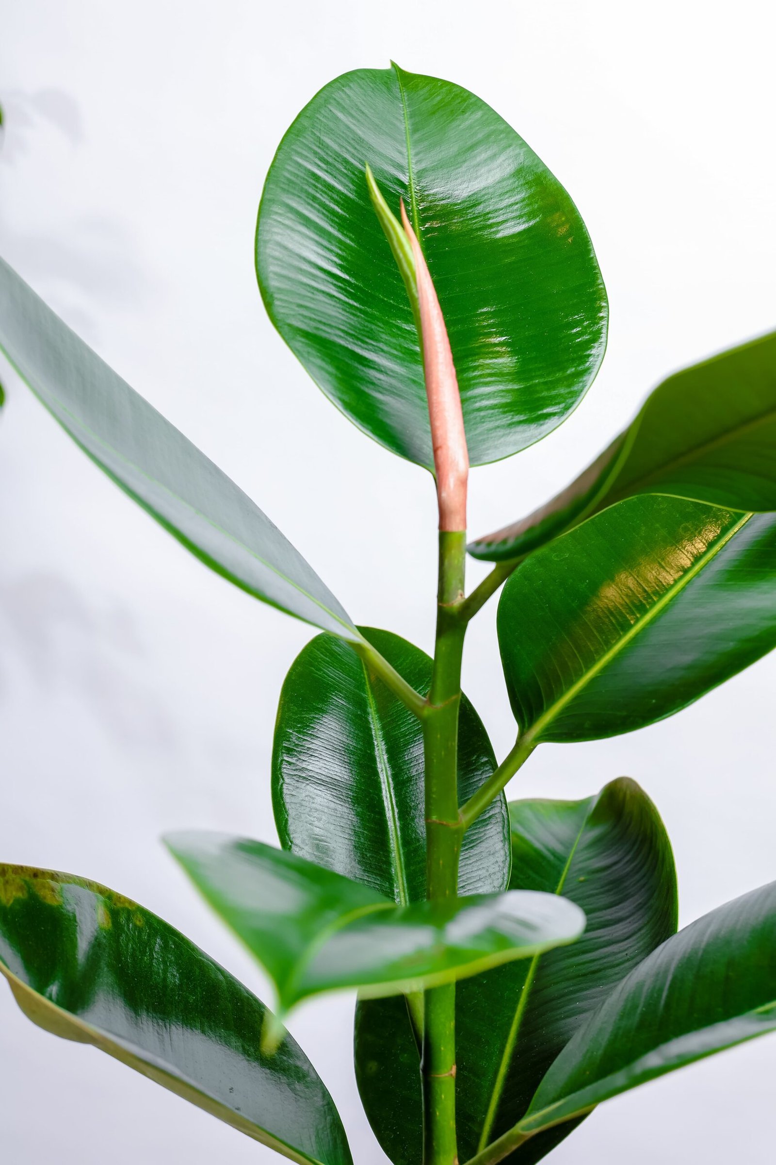 نبتة فيكس مطاط في مركن بلاستيك اصفر - الصورة 2