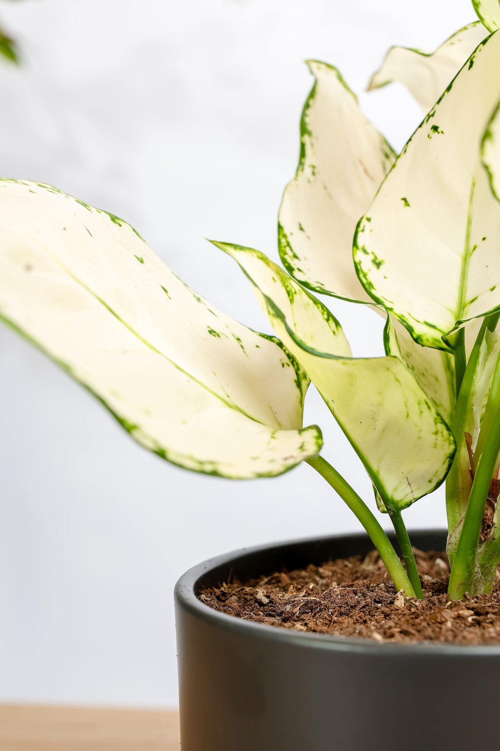 نبتة اجلونيما مبرقشه في حوض سيراميك اسود بقاعده خشبيه - الصورة 2