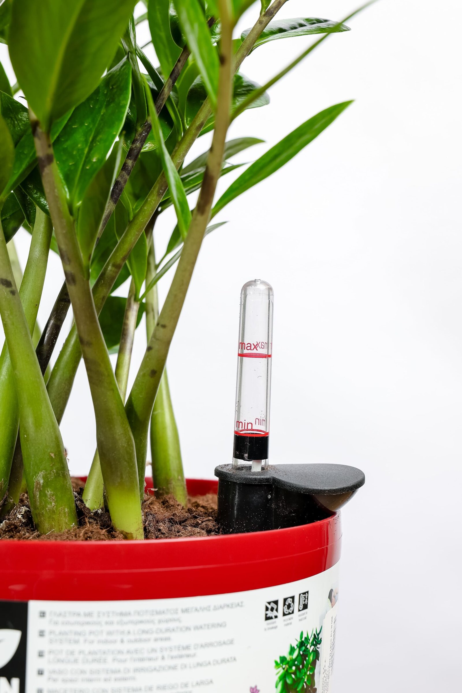 نبتة الزاميا في حوض ري ذاتي احمر - الصورة 2