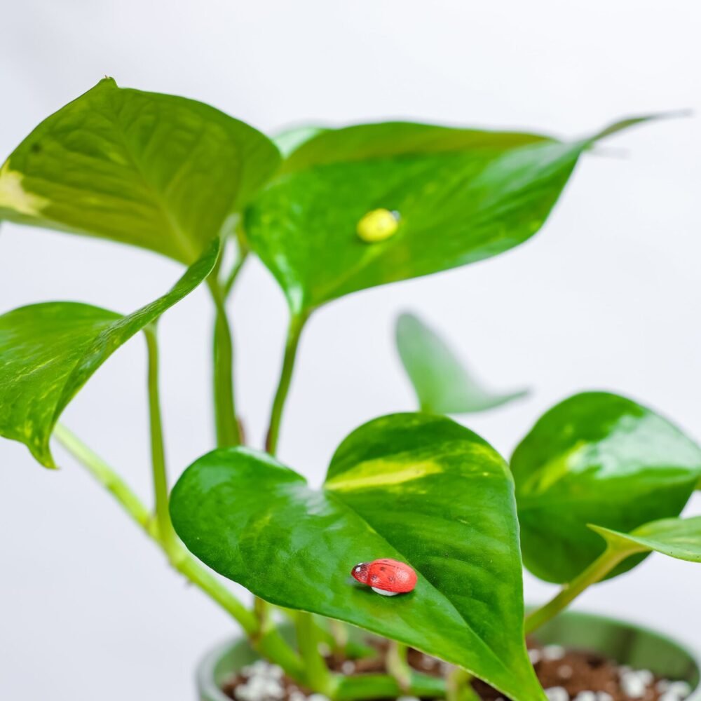 Shop Secondary Image