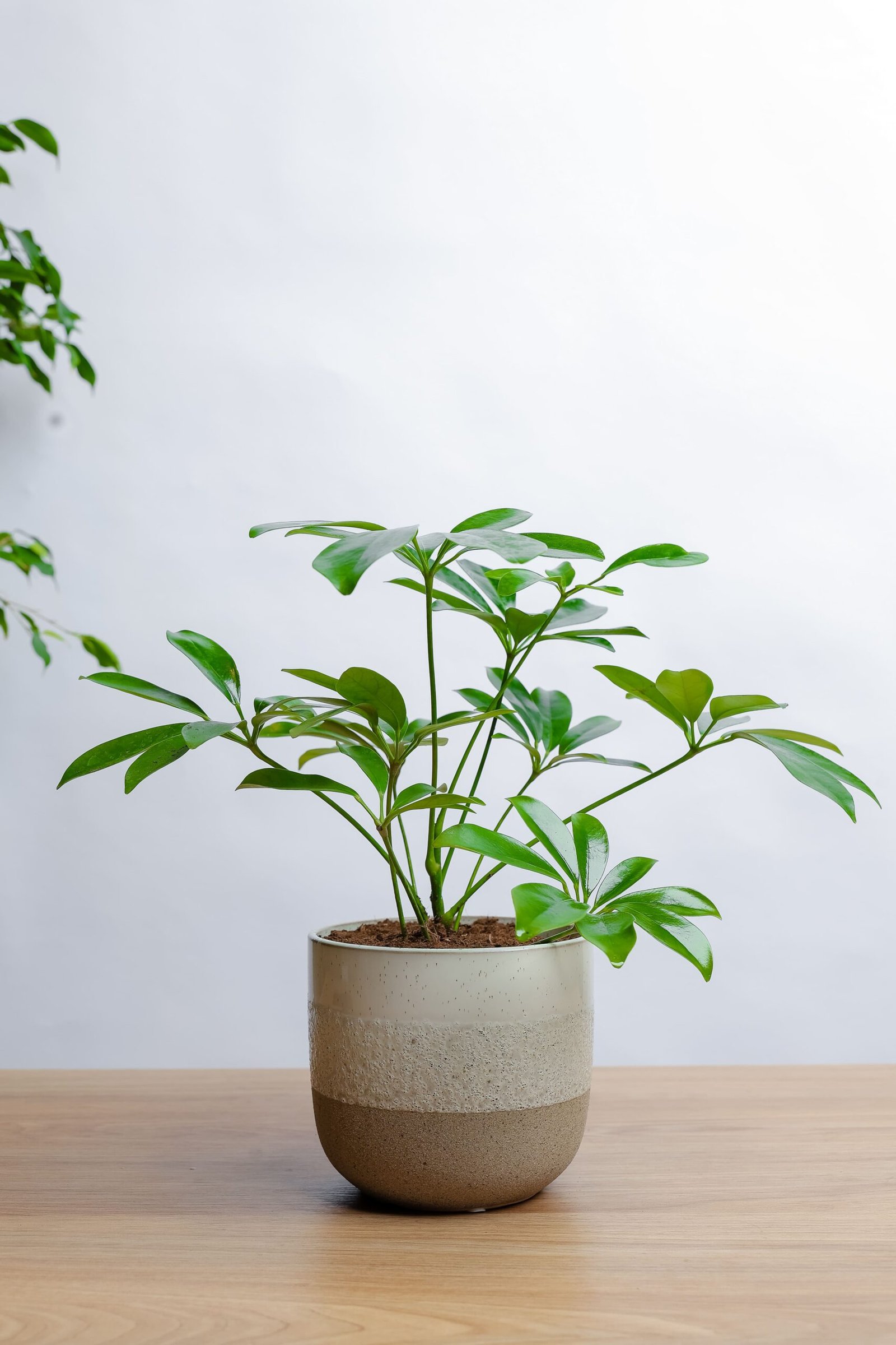 نبتة الشفليرا في حوض رخام ابيض ورمادي