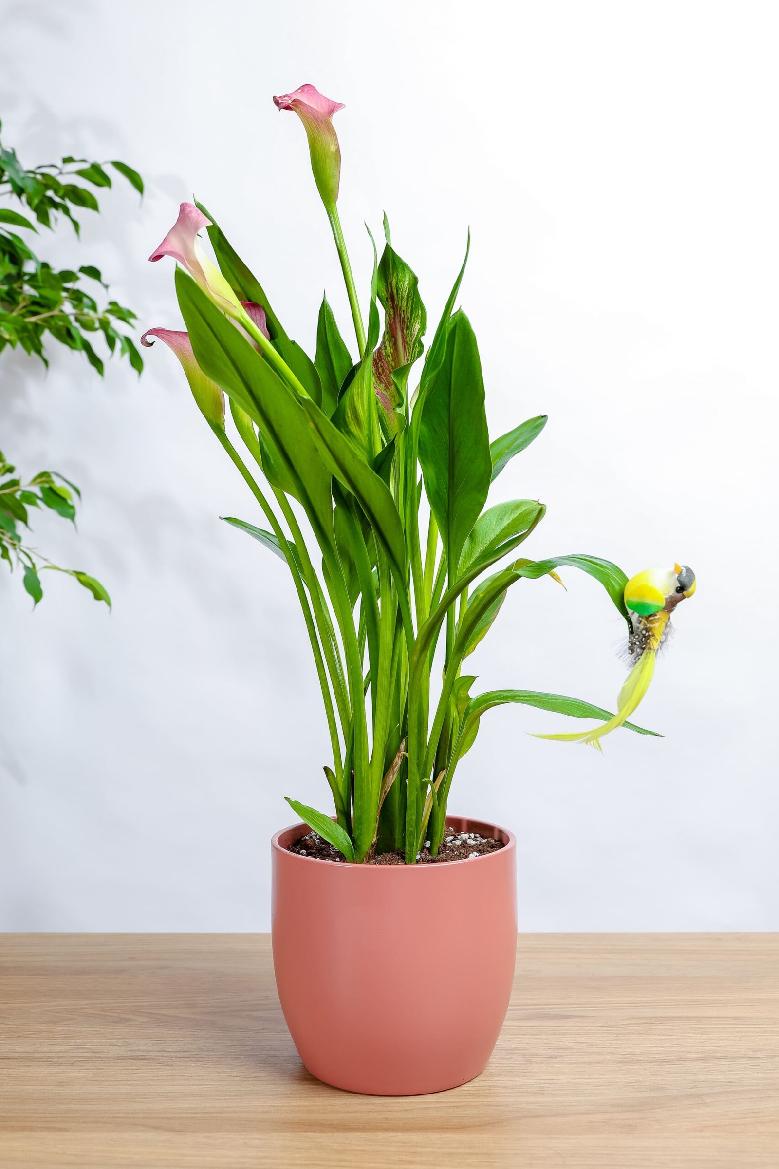 نبتة كالاليلي بنفسجي في حوض رخام وردي