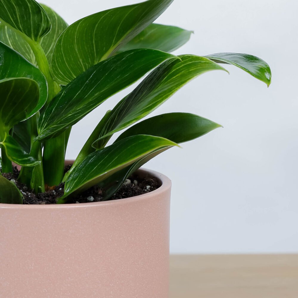 Shop Secondary Image Shop Secondary Image