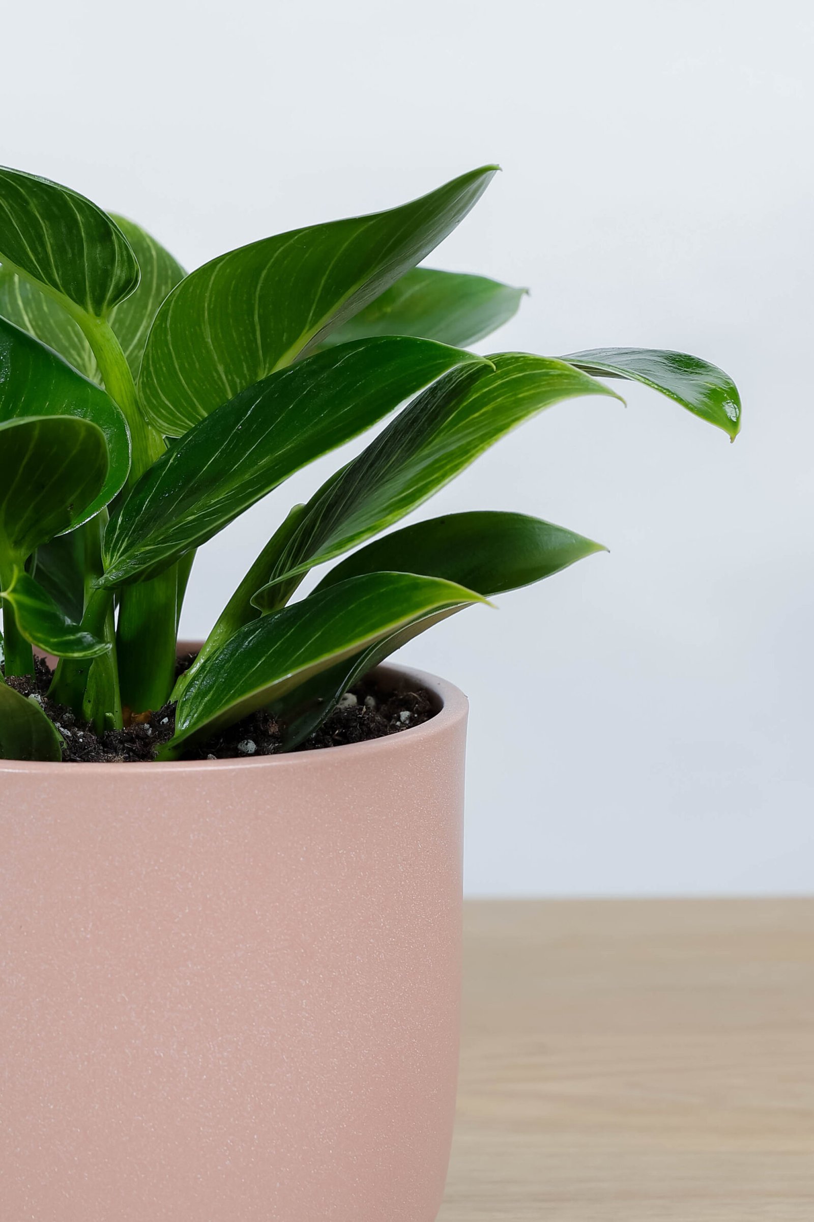 نبتة فيلوديندرون الاميرة الخضراء في اصيص سيراميك وردي - الصورة 2