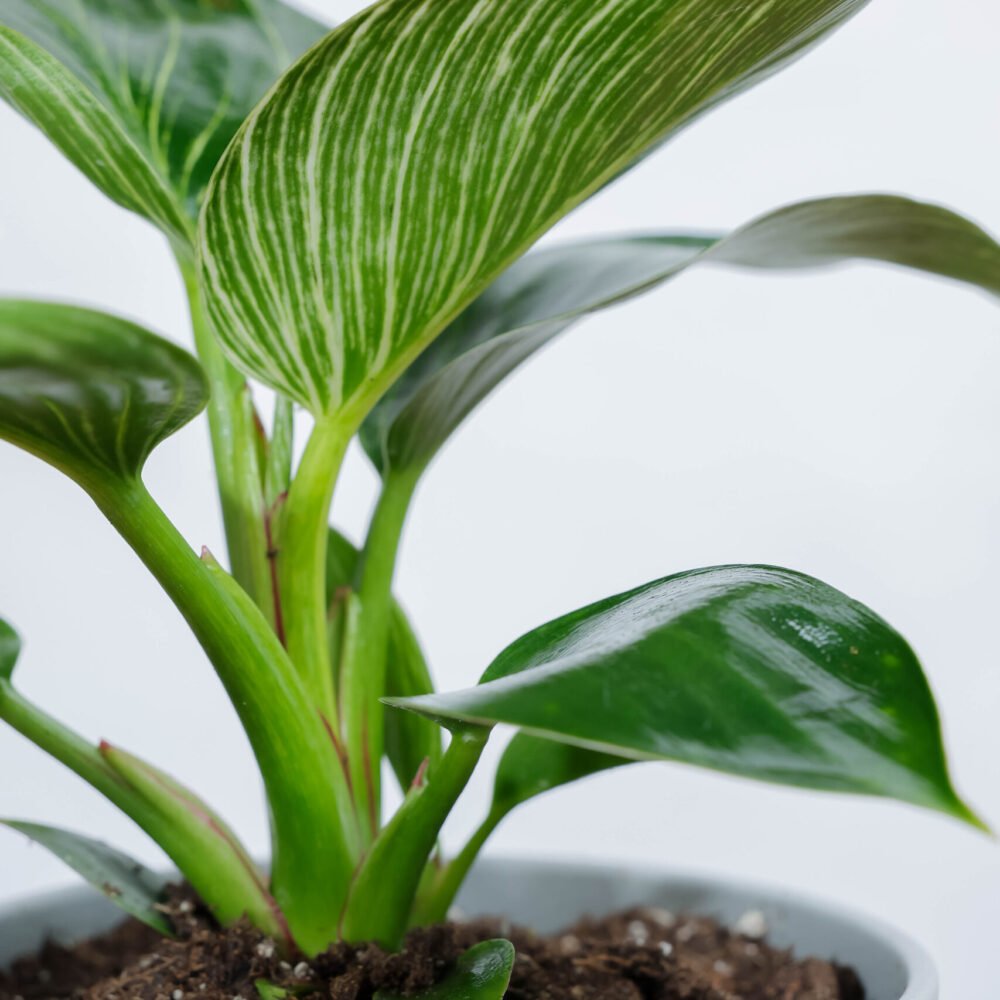 Shop Secondary Image Shop Secondary Image