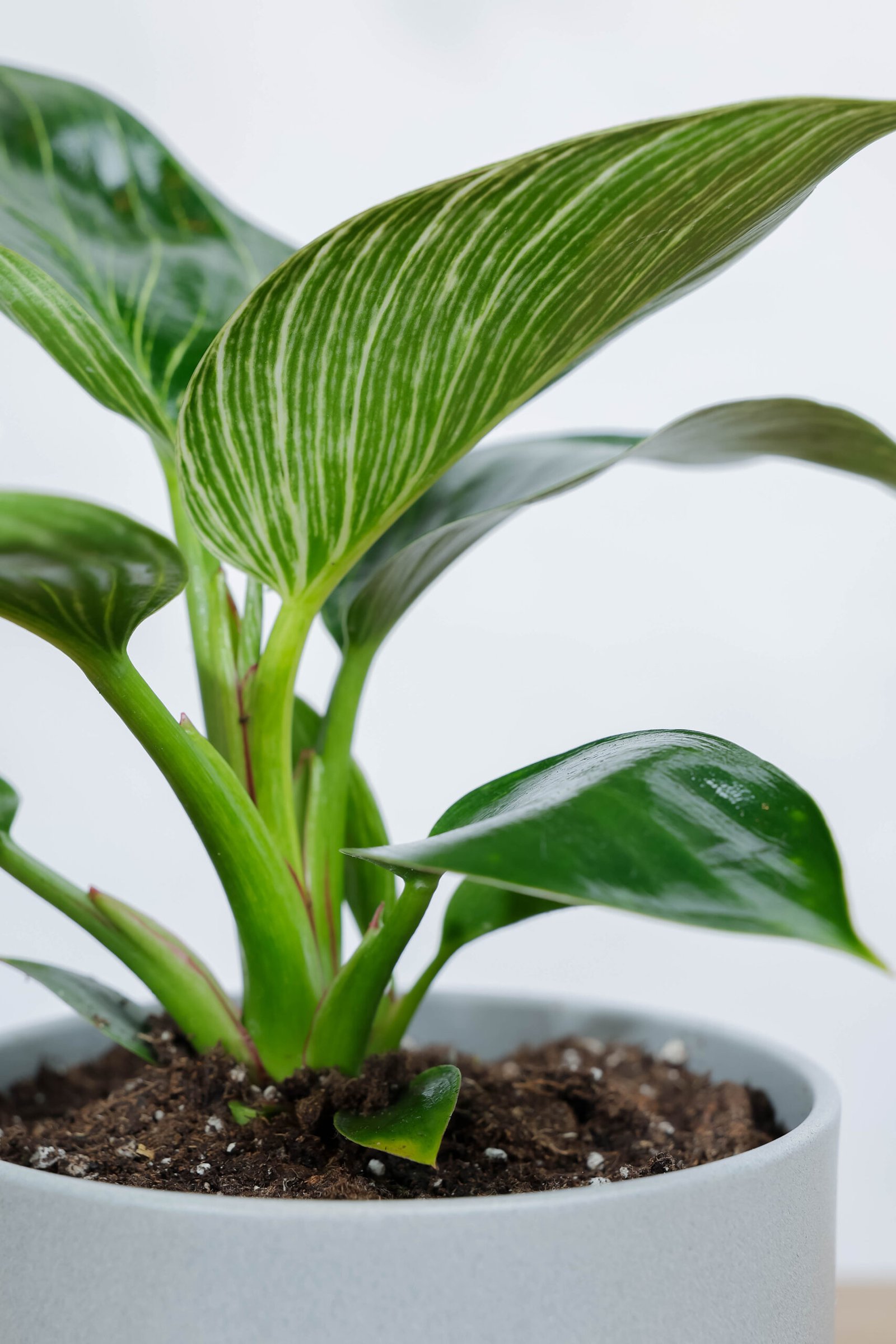نبتة فيلوديندرون الاميرة الخضراء في اصيص سيراميك رمادي فاتح - الصورة 2