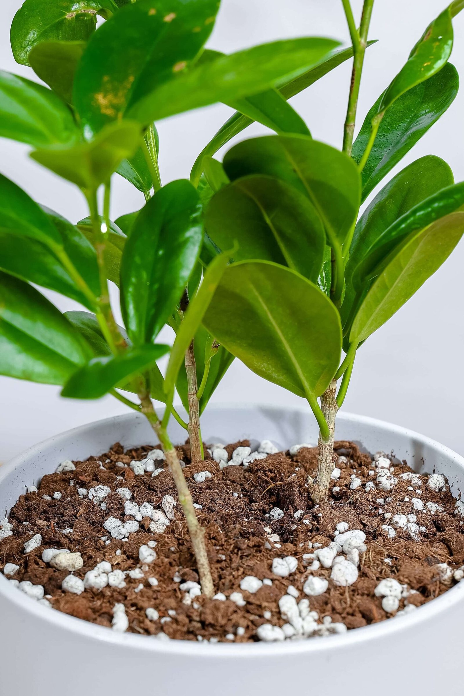 نبتة فيكس باندا في حوض رخام سماوي فاتح - الصورة 2