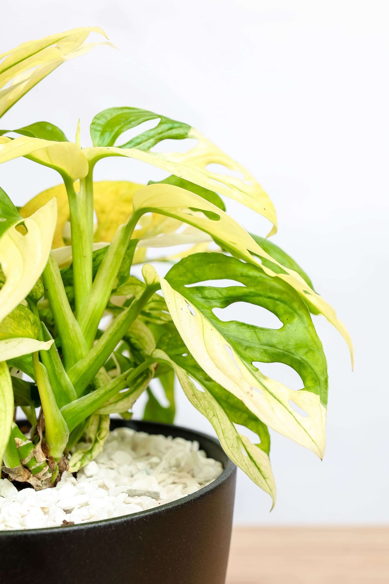 نبتة مونستيرا مونكي ادنسوني مبرقشه في حوض سيراميك اسود - الصورة 2