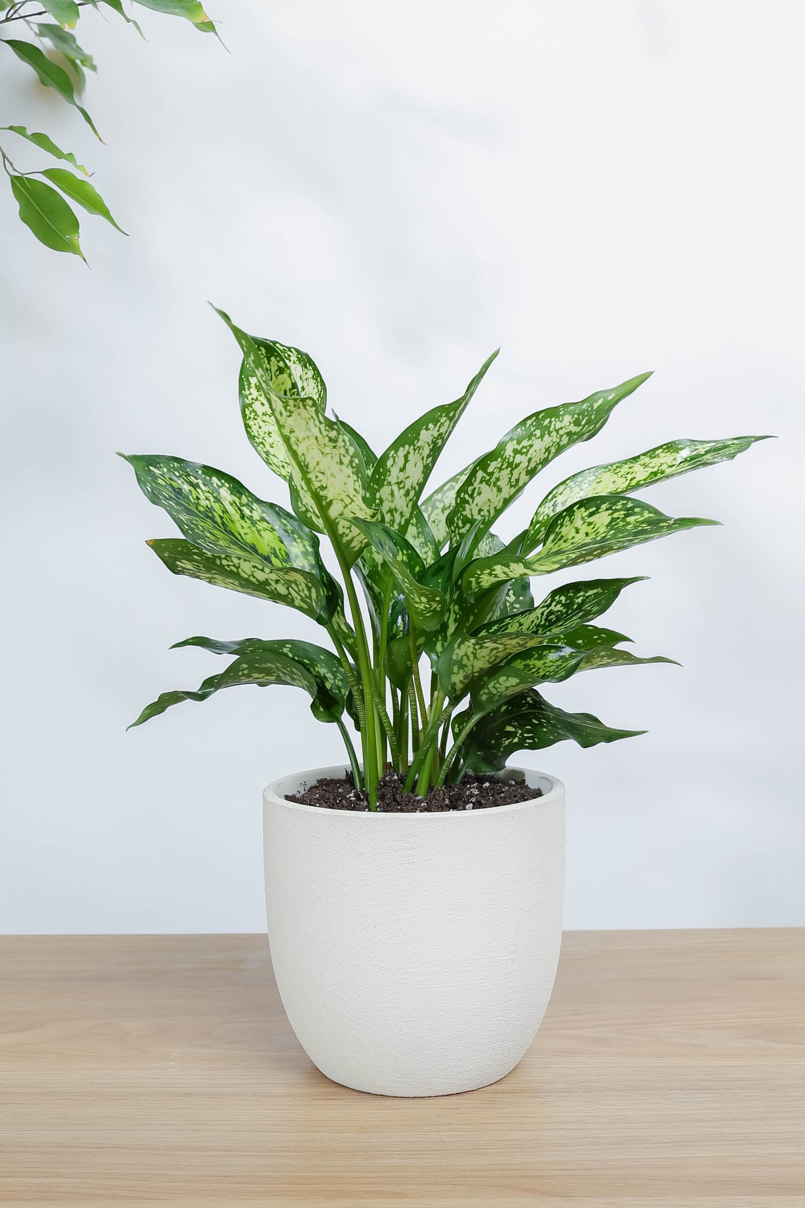 نبات أجلونيما أبيض مبرقش | نبات زينة من زريعة