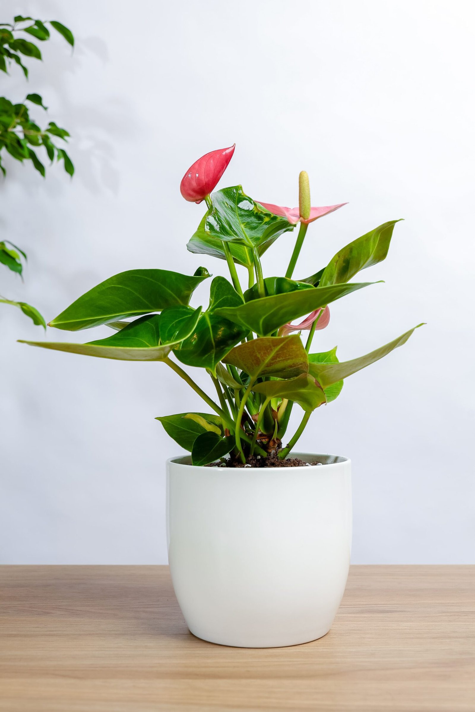 انتوريوم وردي | هدية نباتية مزهرة لتزيين المداخل والصالات