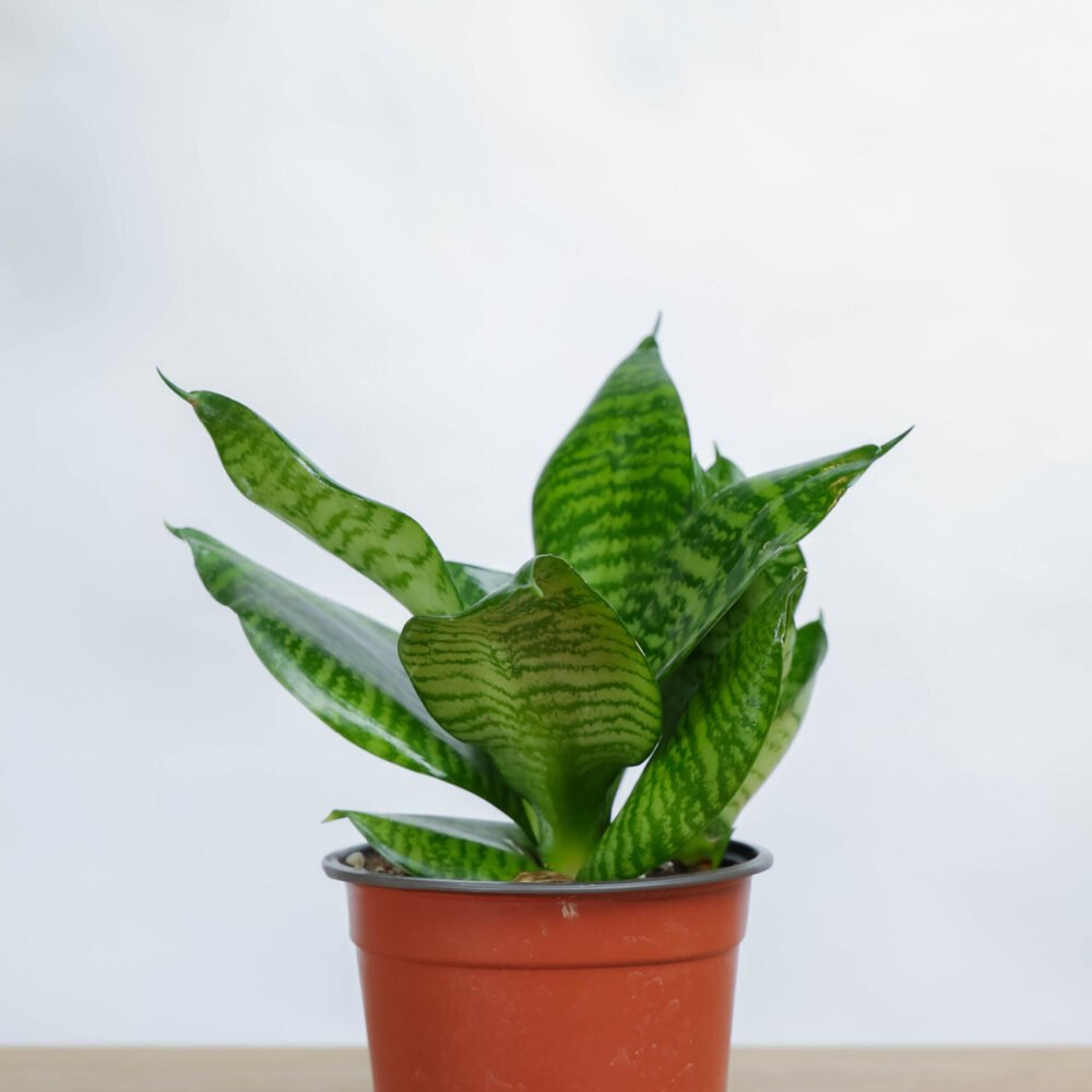 Shop Primary Image Shop Primary Image