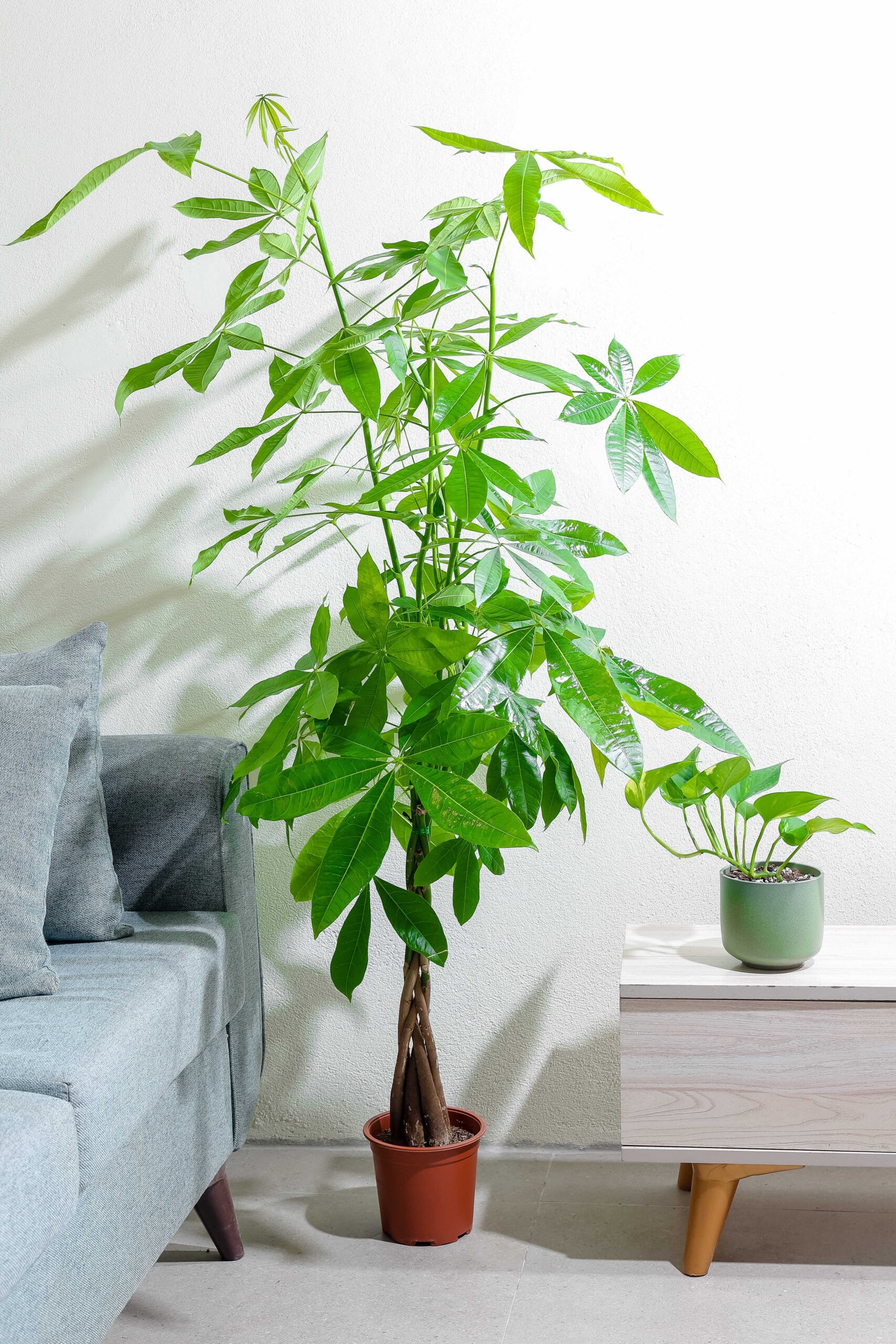 نبتة باشيرا اكواتيكا 17 سم