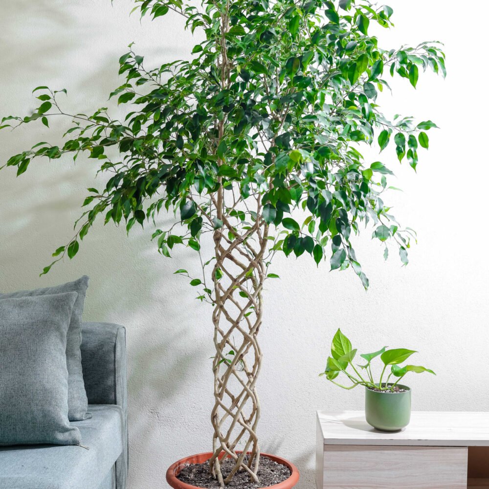 Shop Primary Image Shop Primary Image