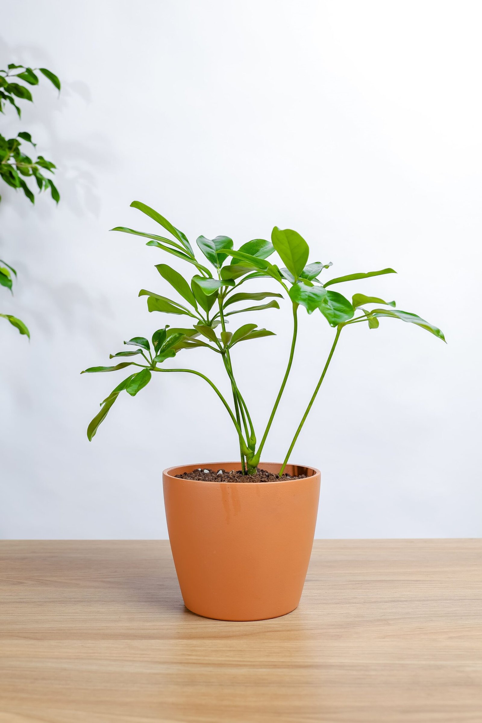 نبتة شفليرا في حوض رخام برتقالي