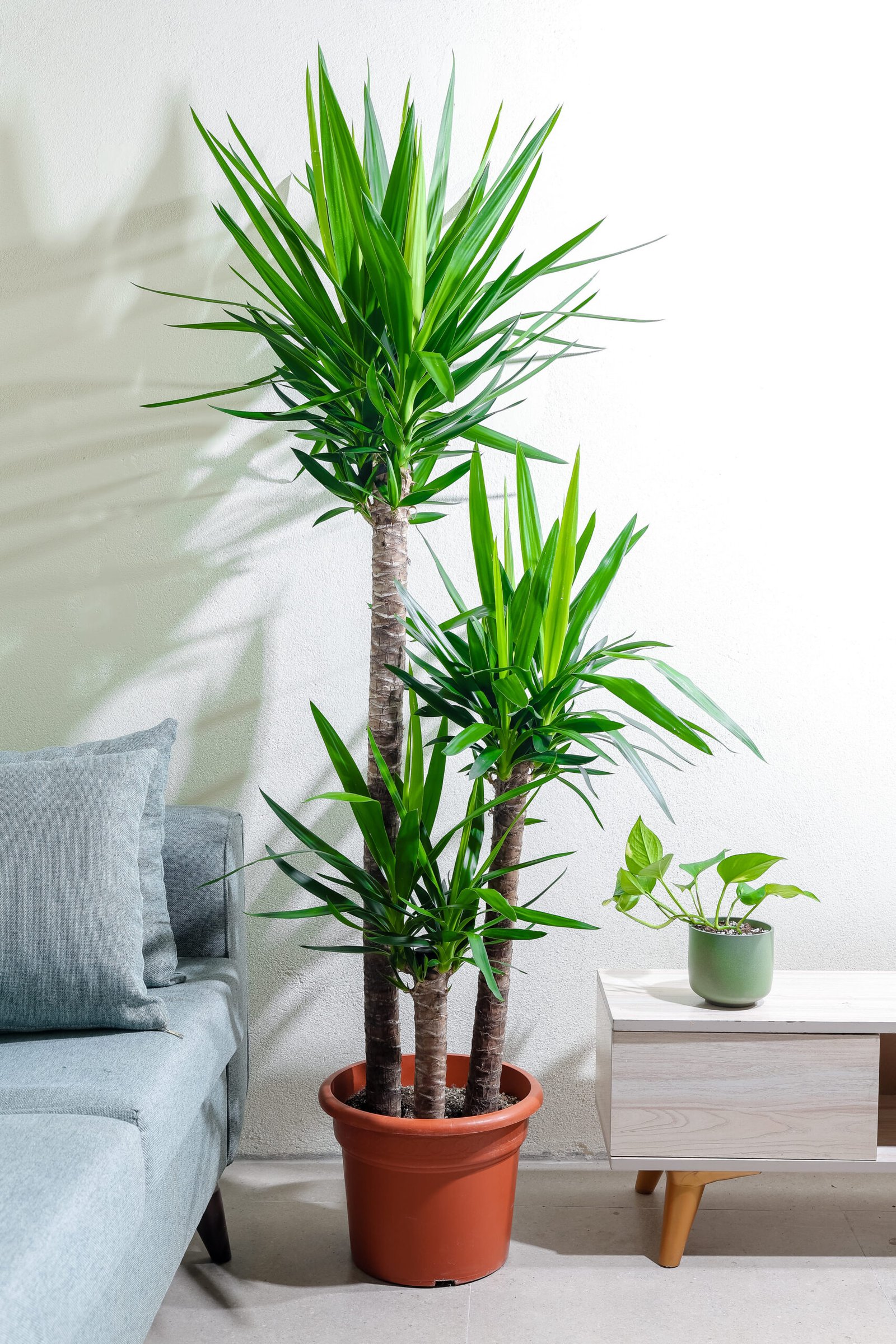 نبتة يوكا 3 عود - big