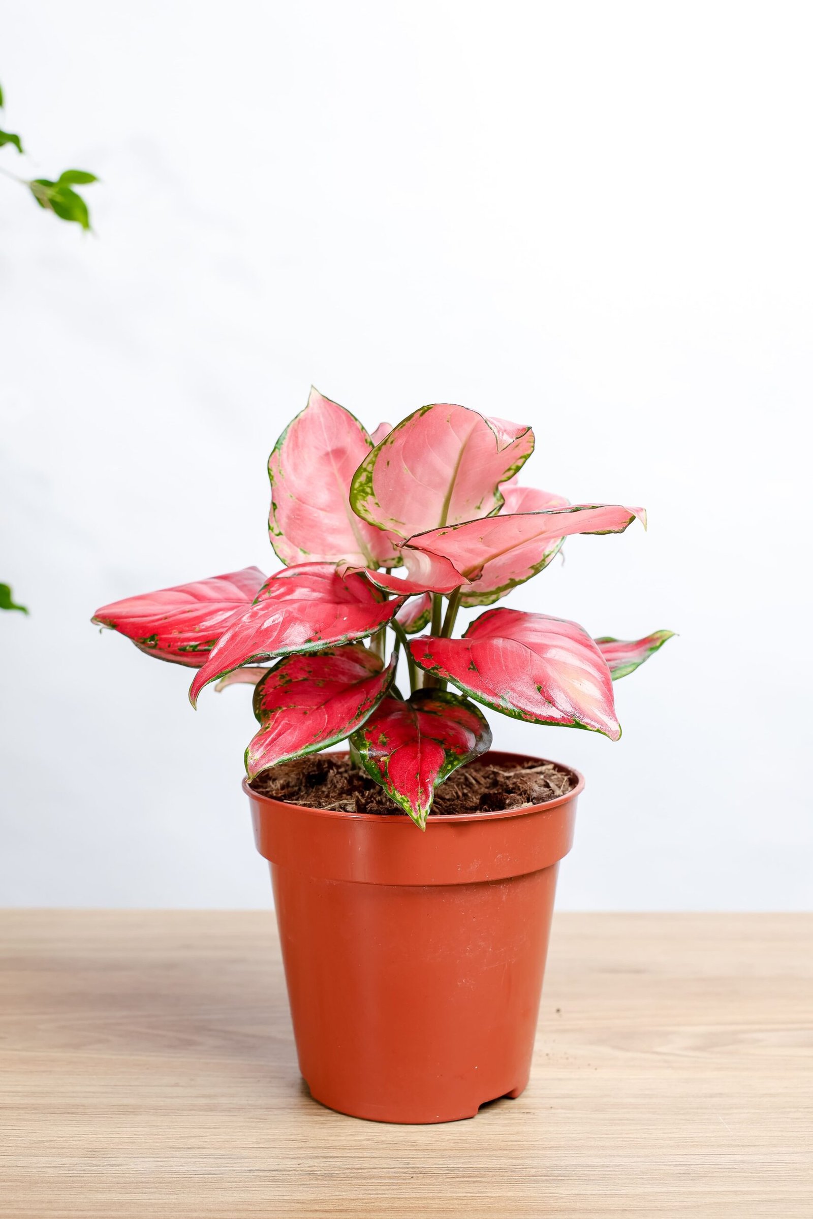 نبتة اجلونيما احمر