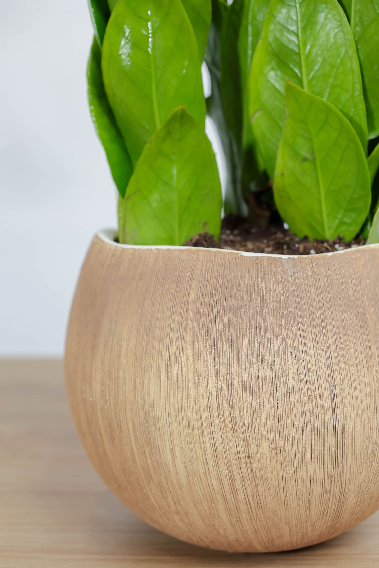 نبتة زاميا بشكل مميز في اصيص سيراميك بتصميم جوز الهند - الصورة 2