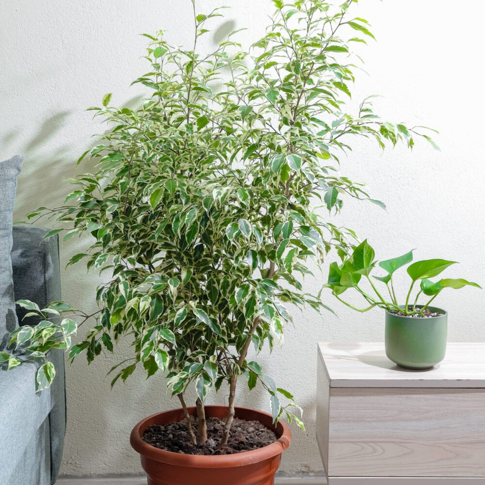 Shop Primary Image Shop Primary Image