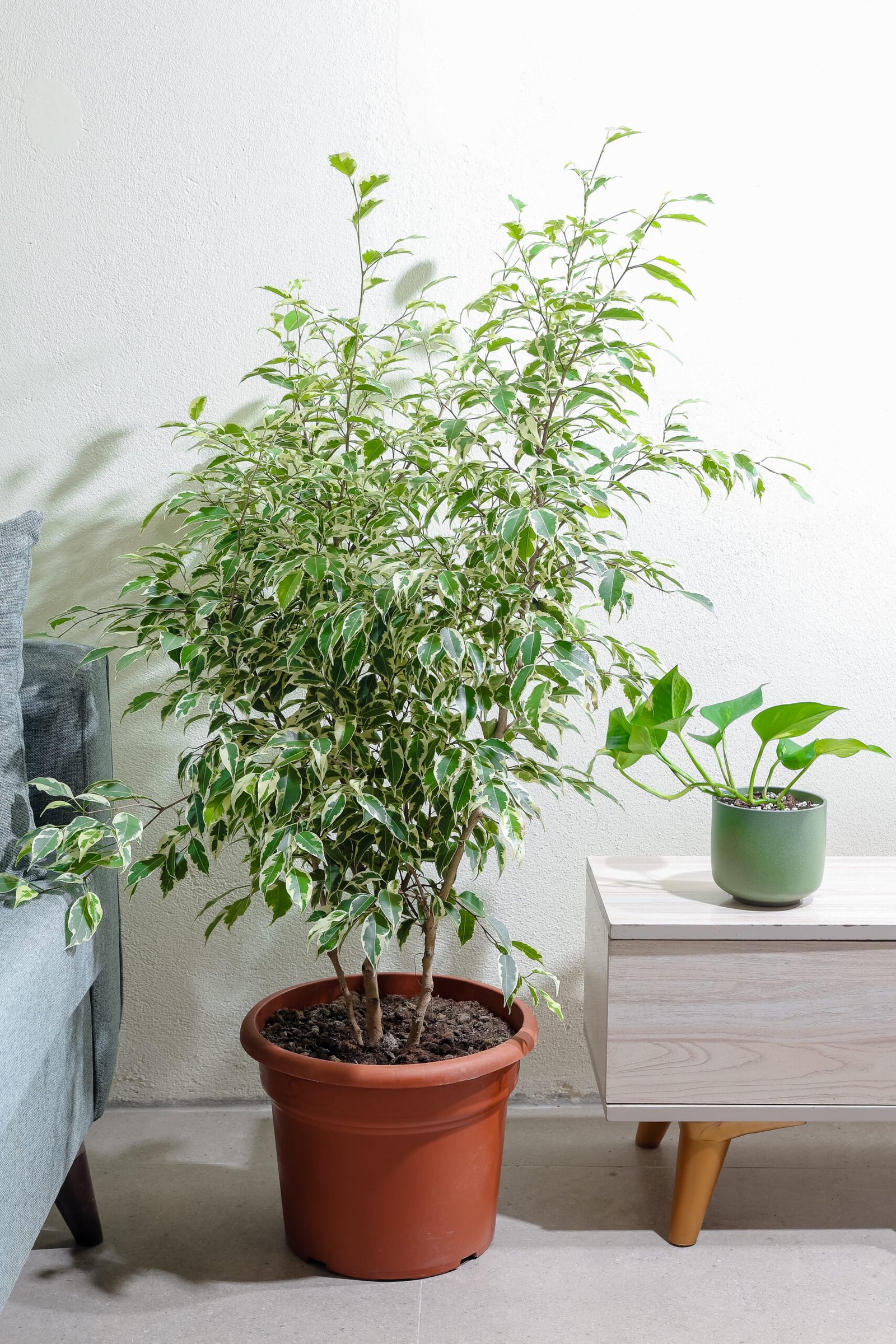 نبتة فيكس بنجامينا مبرقش 35 سم