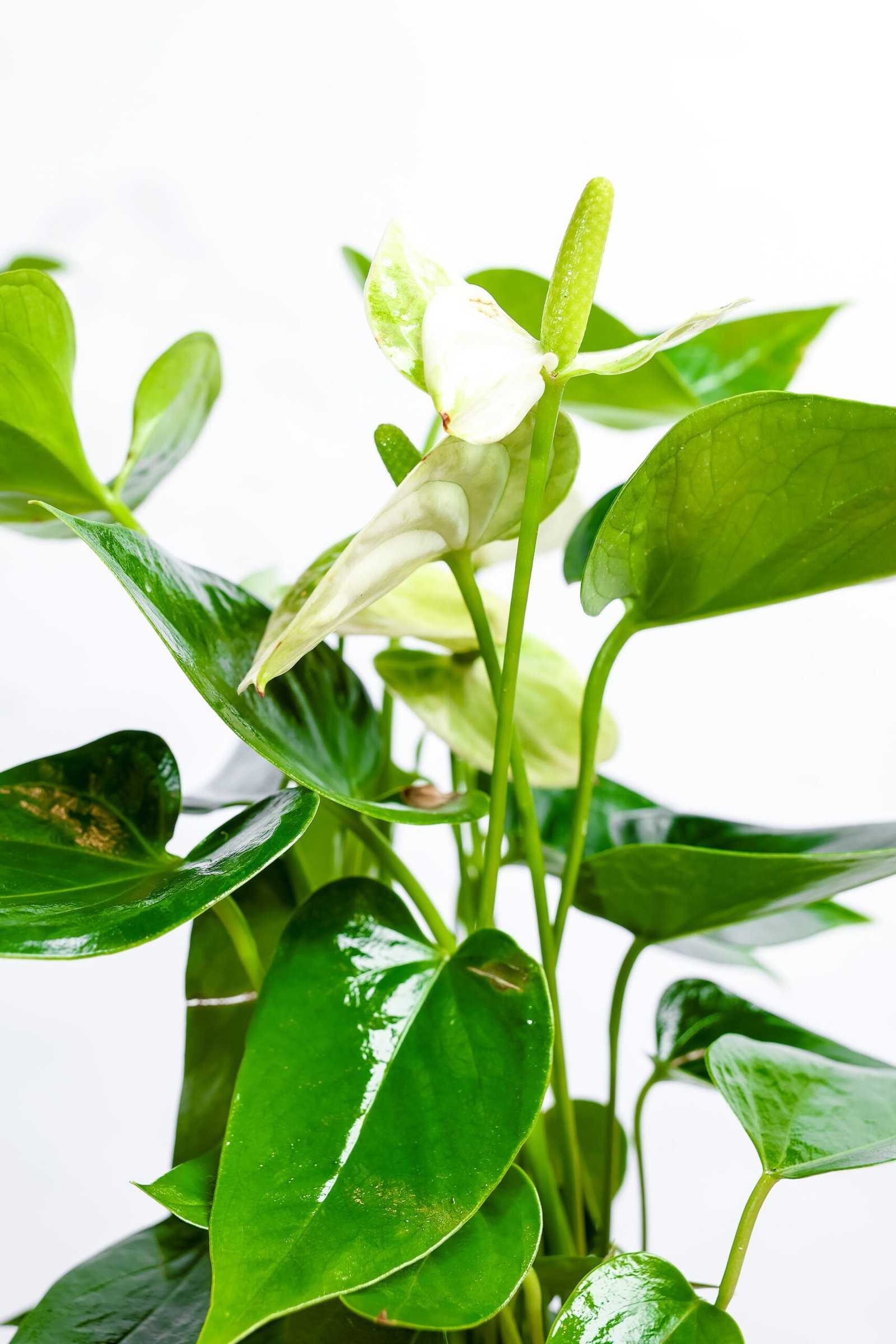 نبتة الانتريوم الابيض - الصورة 2