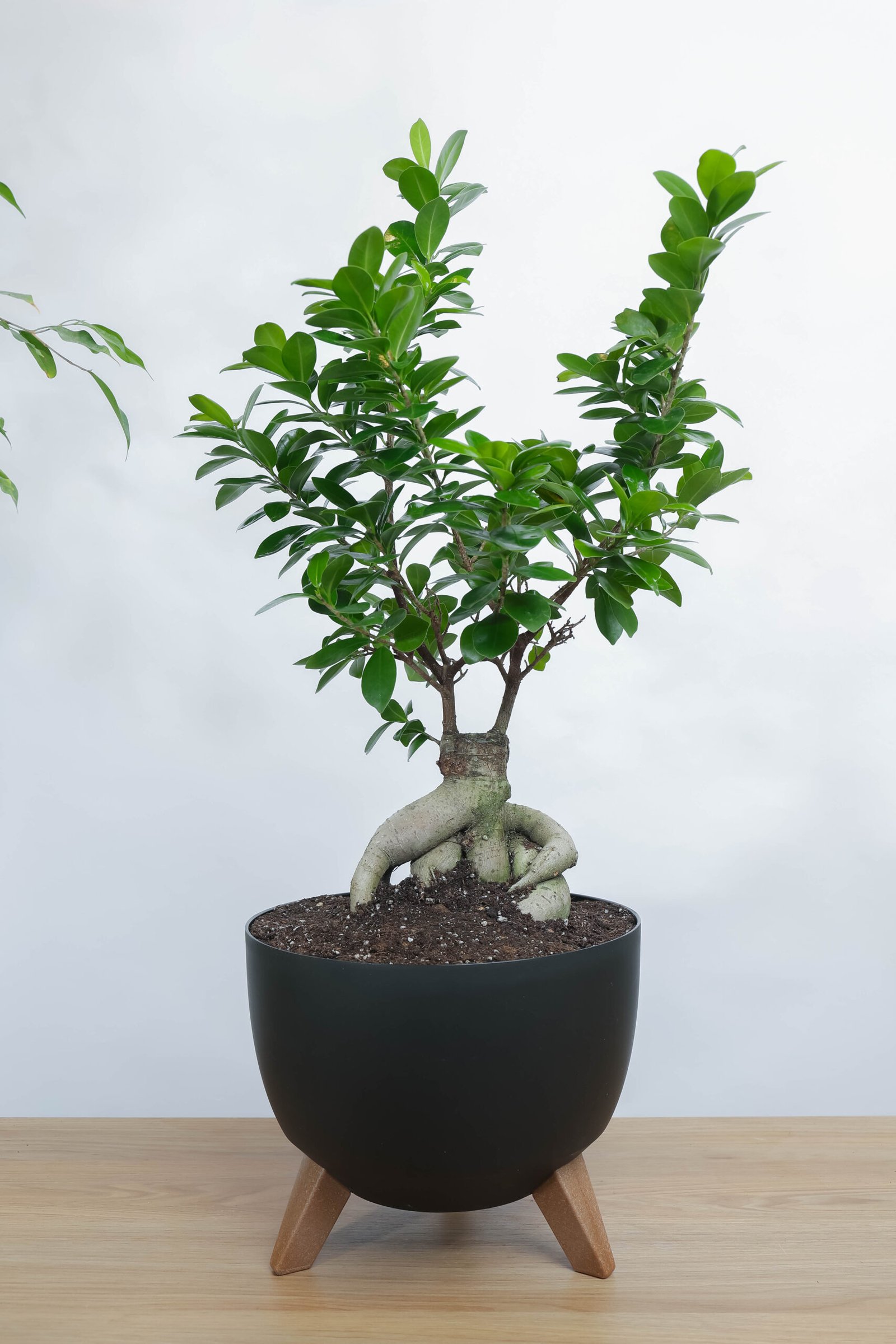 نبتة بونساي كبيره في حوض دائري اسود بقاعده خشبيه