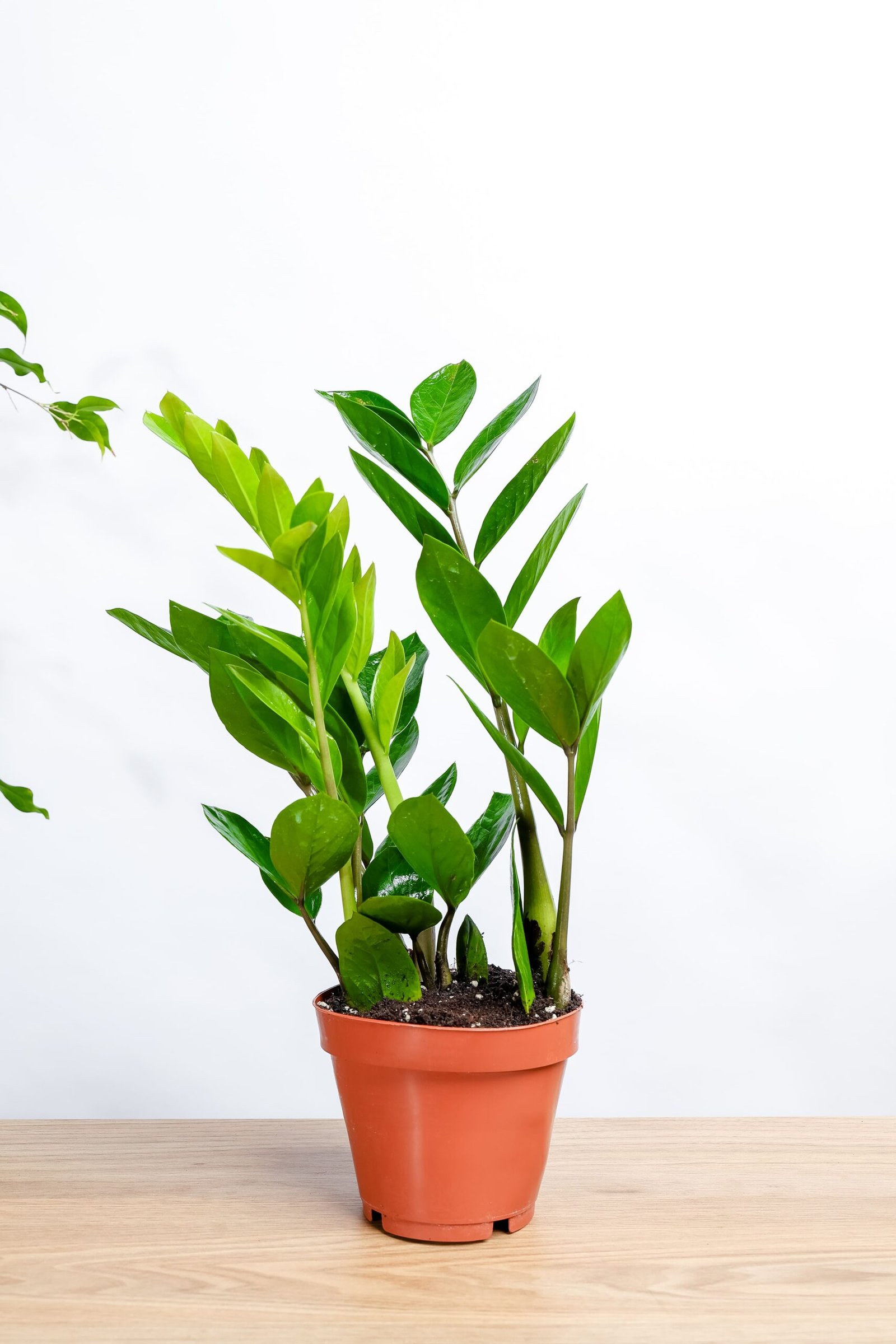 نبتة الزاميا الخضراء