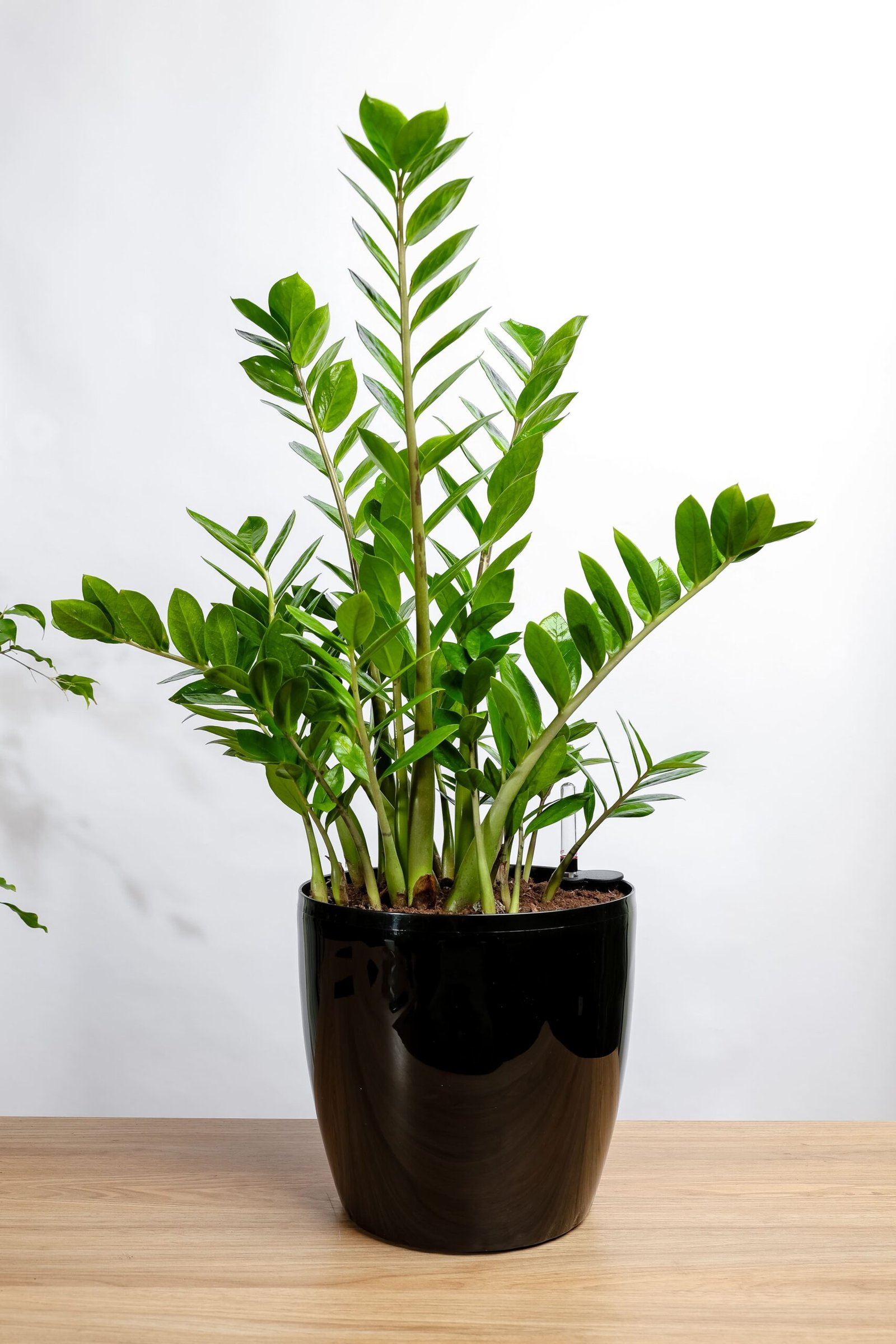 نبتة زاميا في حوض ري ذاتي اسود