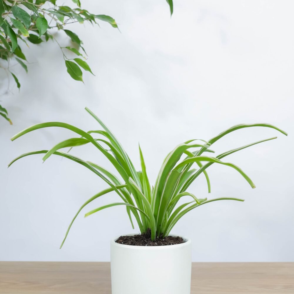 Shop Primary Image Shop Primary Image