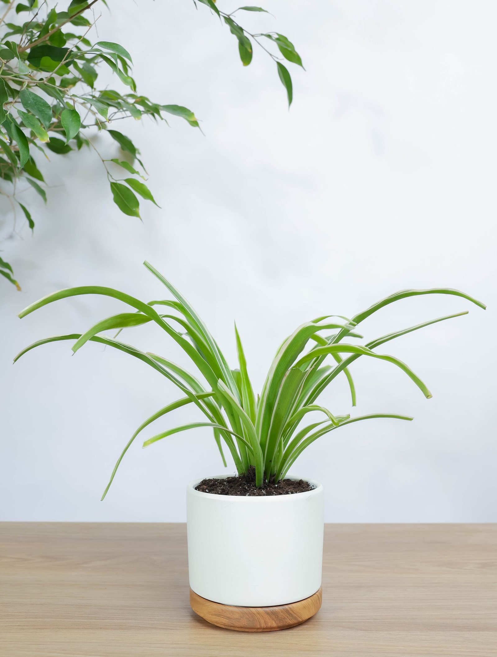 نبتة العنكبوت في اصيص سيراميك ابيض بقاعده خشبيه