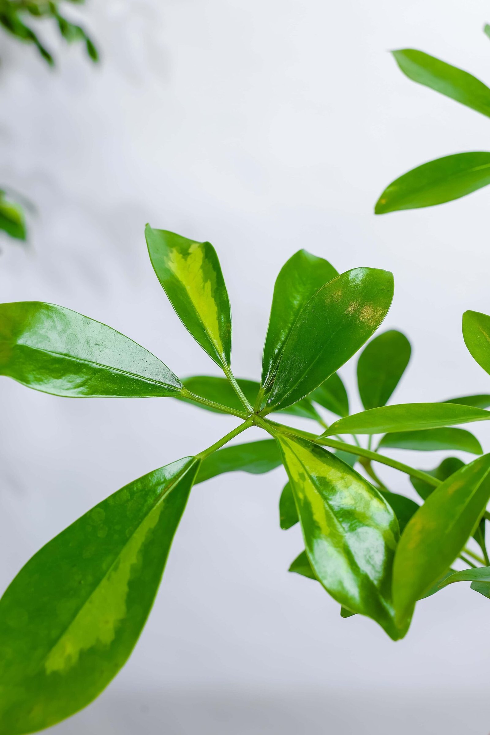 نبتة شفليرا في حوض رخام وردي - الصورة 2