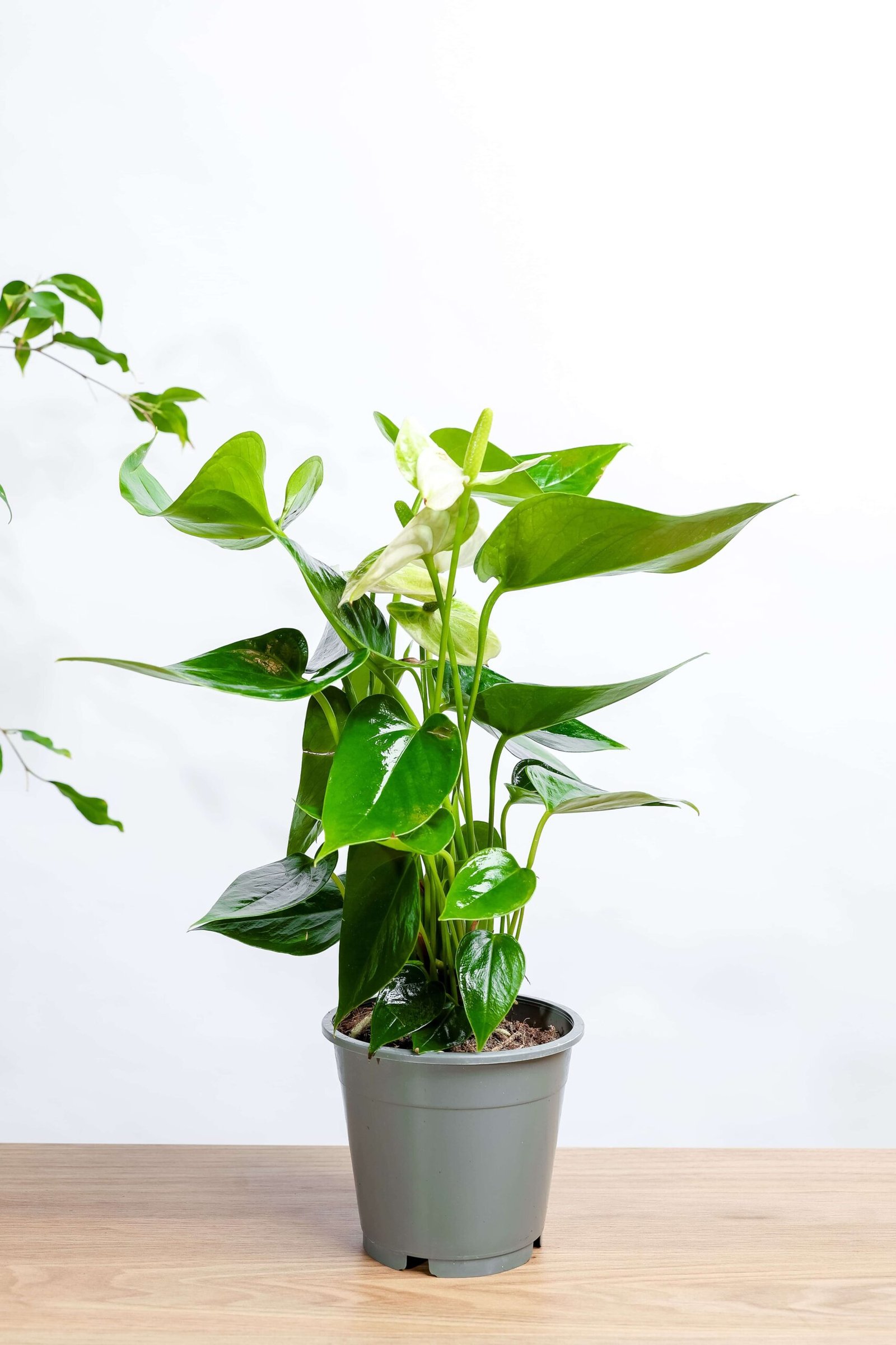 نبتة الانتريوم الابيض