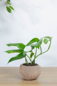 نبتة جولدن بوتس في اصيص سيراميك بتصميم جوز الهند