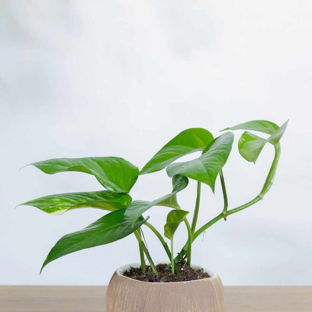 Shop Primary Image Shop Primary Image