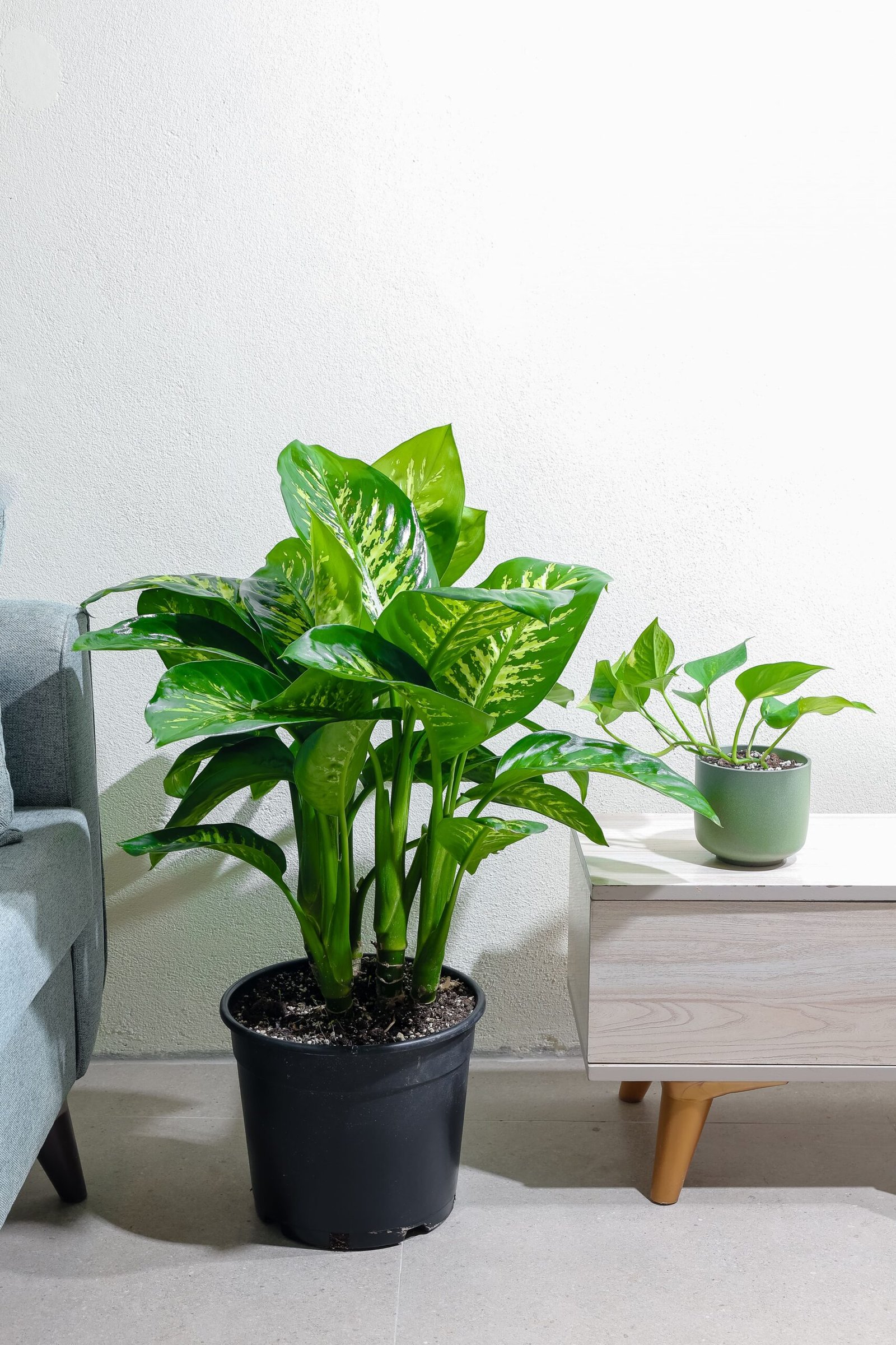 نبتة ديفنباخيا كبيرة