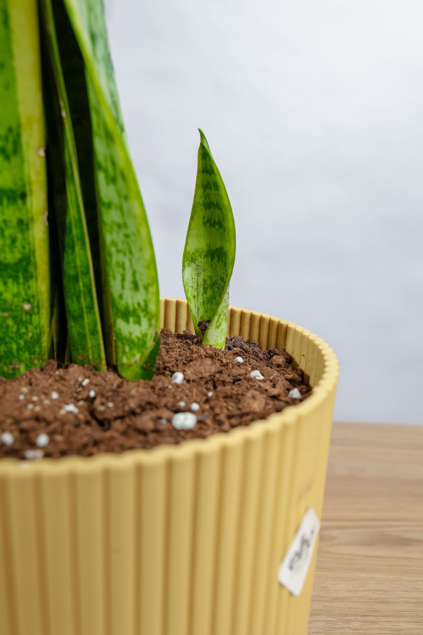 نبتة جلد النمر في مركن بلاستيك اصفر - الصورة 2