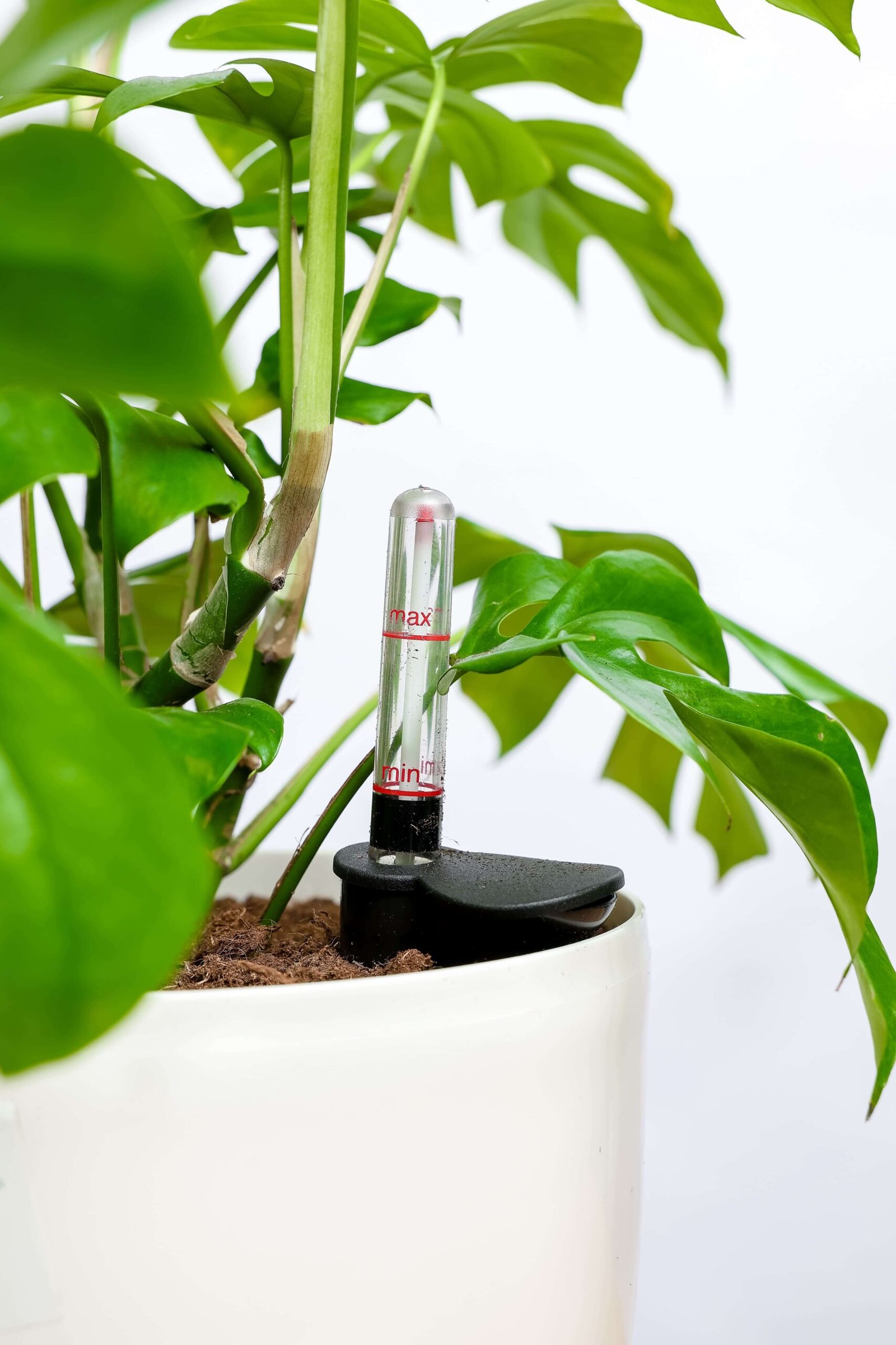 نبتة مونستيرا – القفص الصدري في حوض ري ذاتي ابيض - الصورة 2