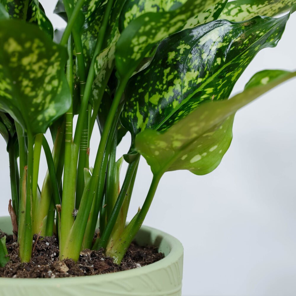 Shop Secondary Image Shop Secondary Image