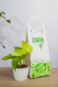 هديه هولدر نبتة بوتس نيون