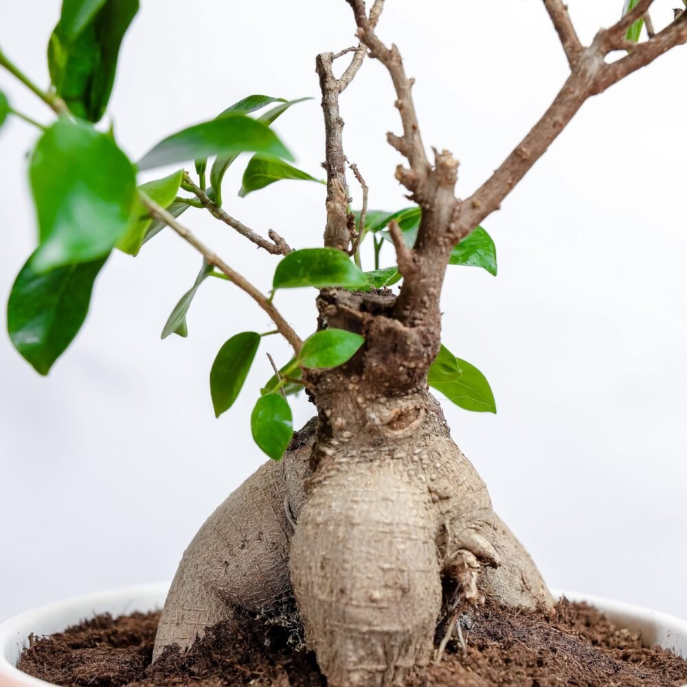 Shop Secondary Image