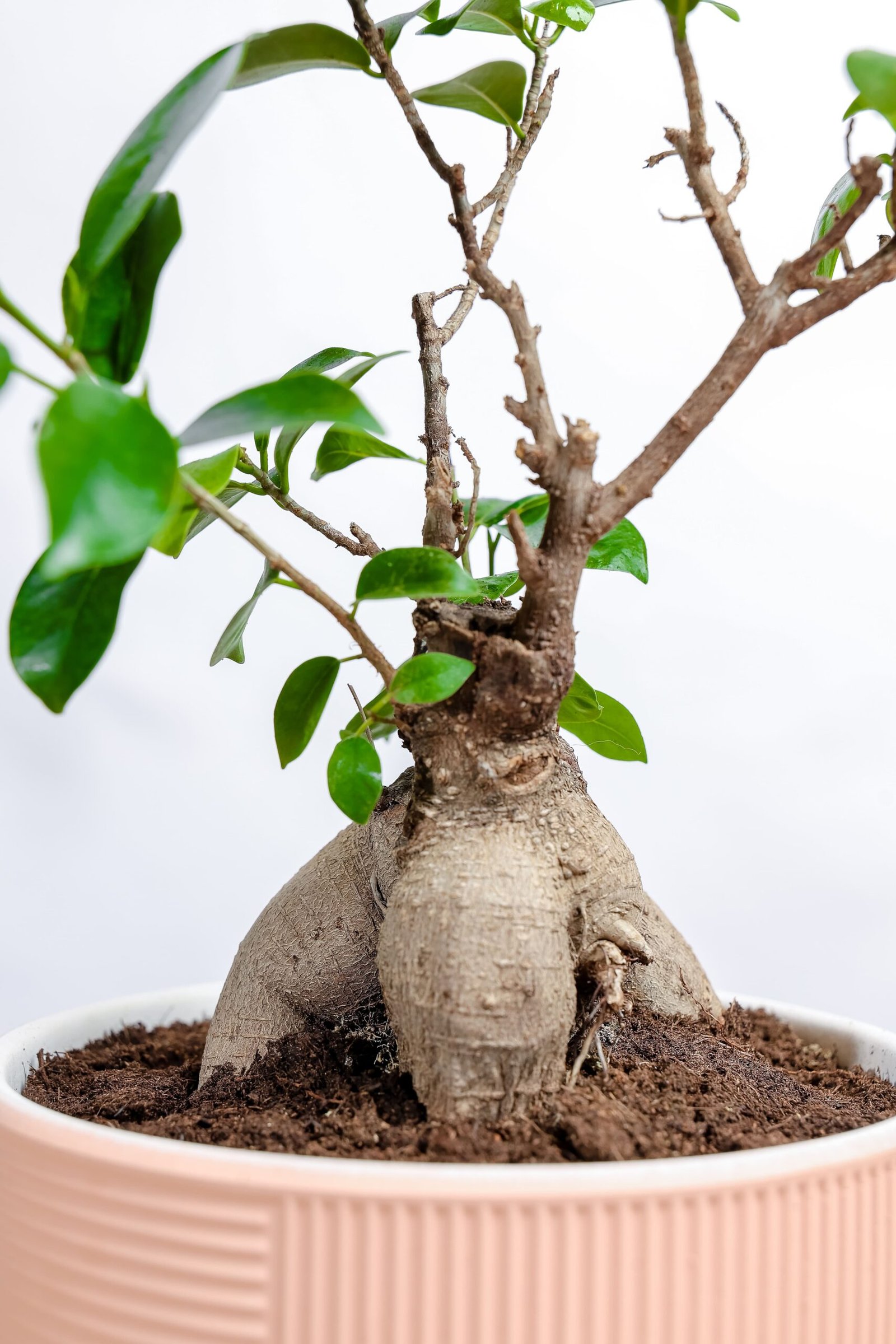 نبتة بونساي في حوض رخام وردي - الصورة 2