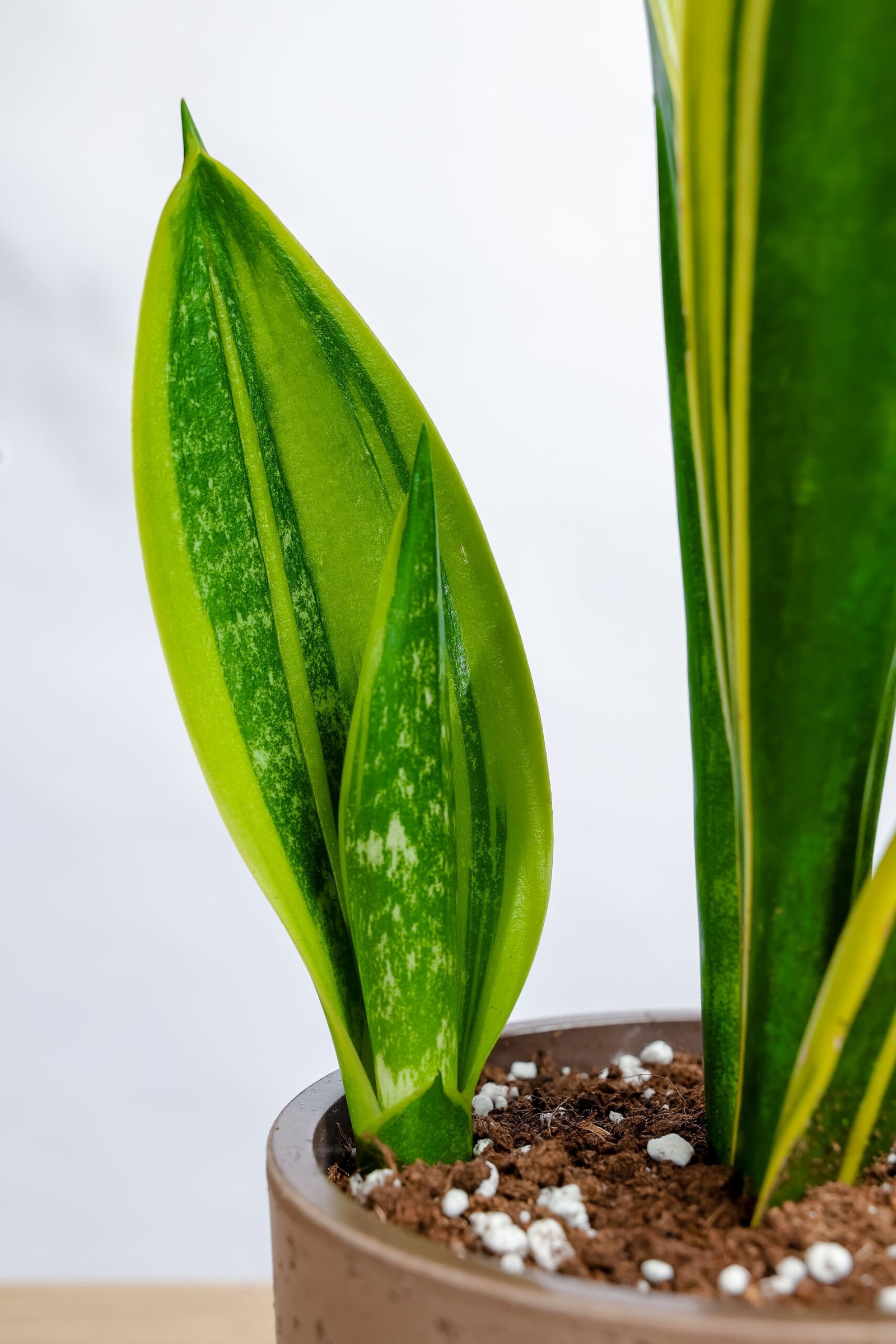 جلد النمر في حوض سيراميك رمادي غامق بقاعده خشبيه - الصورة 2
