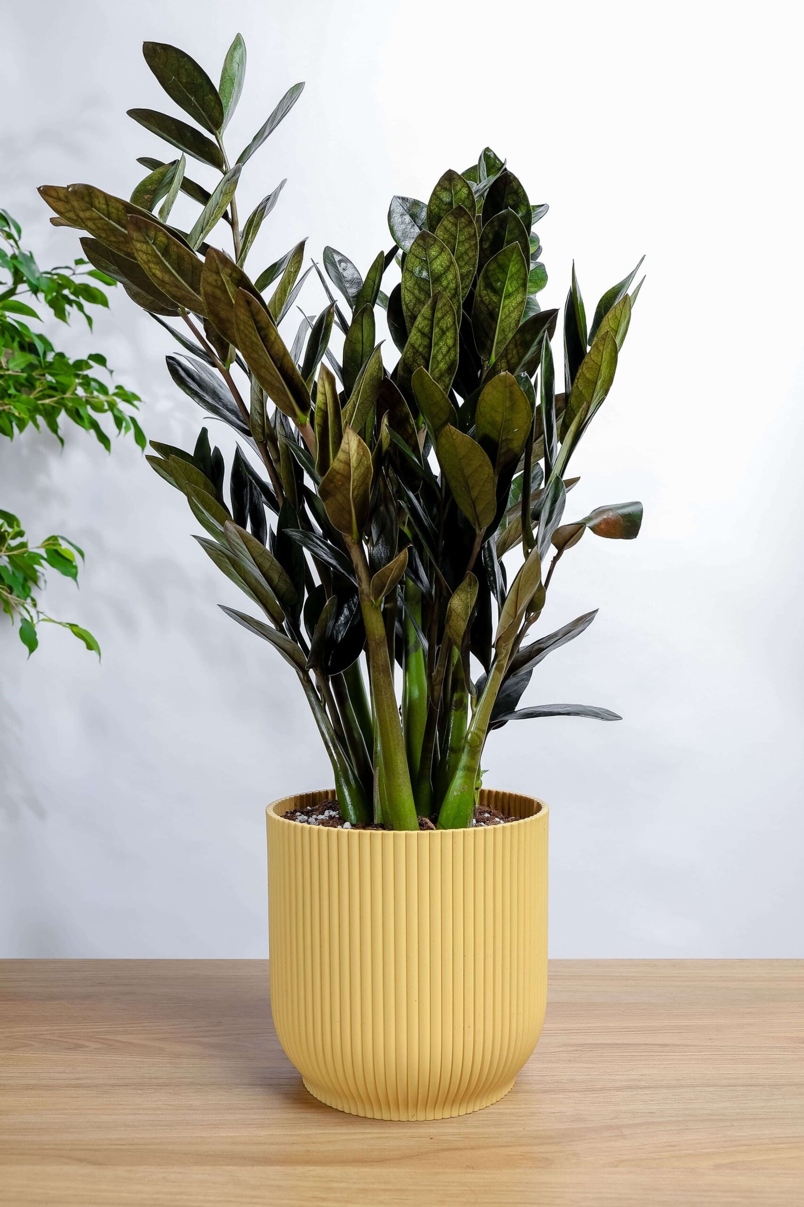 نبتة الزاميا السوداء في مركن بلاستيك اصفر